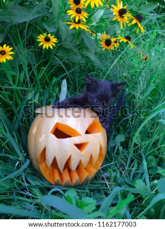 Halloween feast day of All Saints pumpkin carved in the form of a scary face black cat fear-averse to decorating the background
