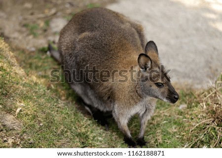 Portrait of australian kangaroo (marsupial). Photography of nature and wildlife.