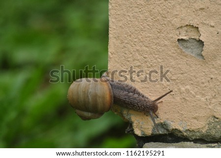 the snail crawls along the wall
