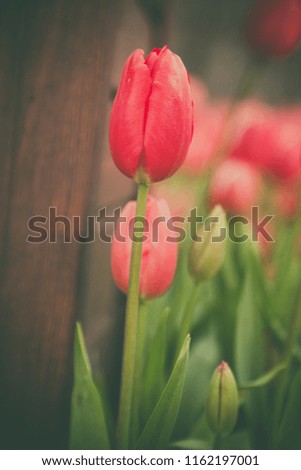 Tulip in istanbul