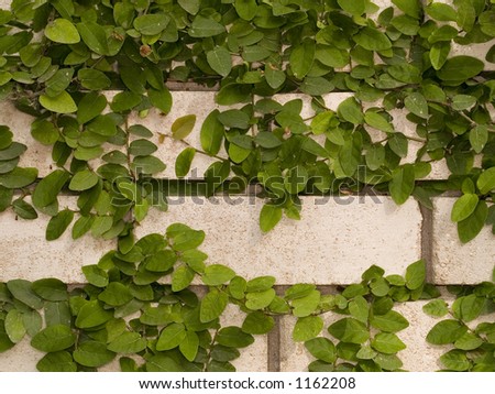 Stock photo of a white brick wall with growing green ivy.  Useful for backgrounds.