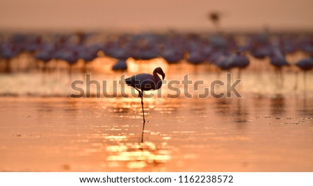 Flamingo group on the lake. Group of Lesser Flamingos in Lake Natron in the Rift Valley in Tanzania Africa. Scientific name: Phoenicoparrus minor Royalty-Free Stock Photo #1162238572