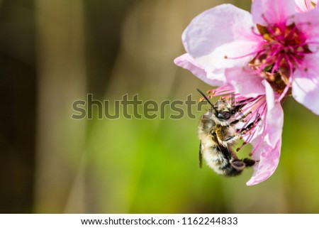 A hard working  bee pollinating a pink flower in a spring. Beautiful macro shot with shallow depth of field and blurred background.