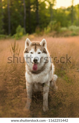 Close-up Portrait ofcute beige and white siberian husky dog with brown eyessitting in the fluffy grass in the forest at sunset