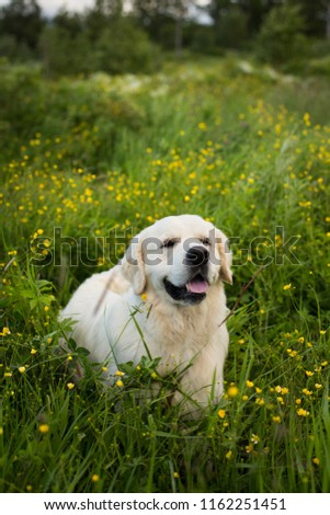 Portrait of happy golden retriever dog lying in the buttercup field in summer