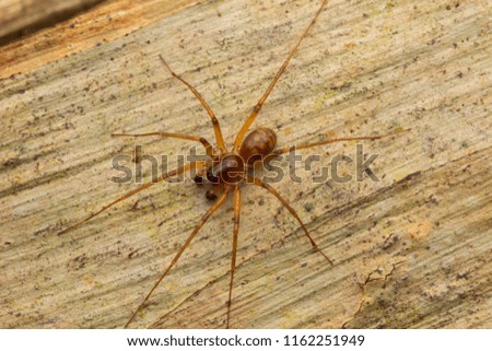 Macro image and beautiful spider in Sabah, Borneo