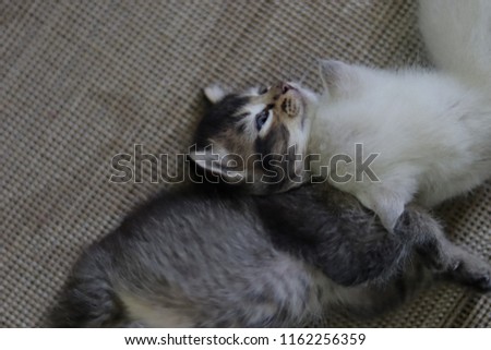 A light brown mommy cat taking care of the small 2month old kitten.