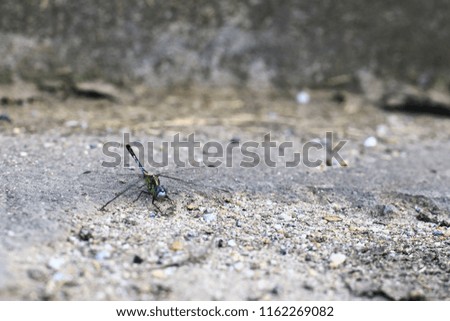 Dragonfly on the street.