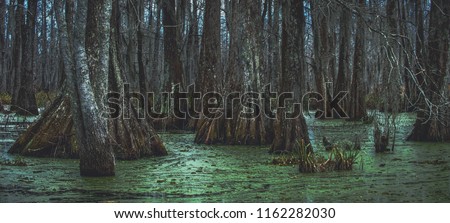 An overcast day in the swamp with cypress tree trunks and duckweed on Lake Martin outside of Breaux Bridge in the St. Martin Parish of Louisiana. Royalty-Free Stock Photo #1162282030