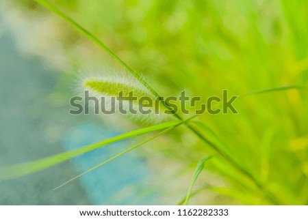 Closeup of fuzzy plant in tall green grass with soft blurred background.