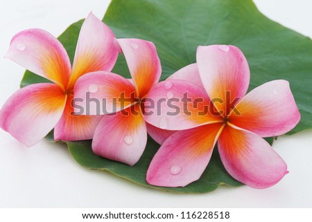 Isolated plumeria  with leaf