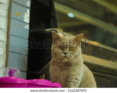 Grey british shorthair cat looking