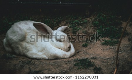 Flemish giant rabbit snuggles up for a nap.