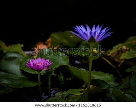 Fresh colorful lotus flower in the dark background
