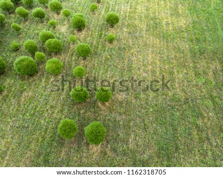 aerial top view of green field landscape with trees. nature background. drone photography