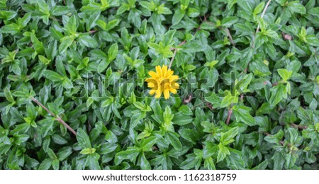 Take a close-up of yellow flowers in the center of the image and a background of green foliage in the garden for a contractor to take a picture or poster background.