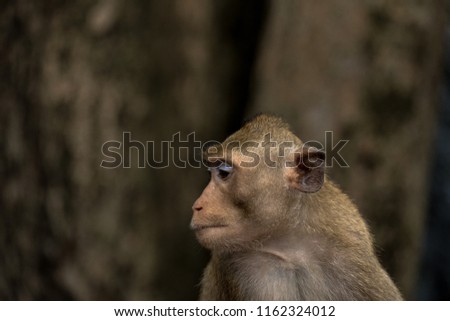 Medium shot monkey looking Away,As a species Southern pig-tailed macaque.
