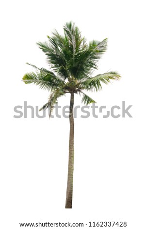coconut palm tree isolated on white background of file with Clipping Path .