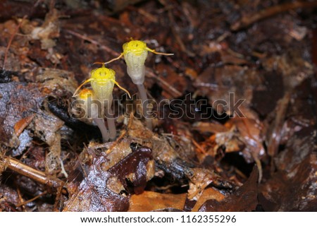 Thismia bokorensis, myco-heterotrophic plants (Burmanniaceae) in tropical forest habitat. Royalty-Free Stock Photo #1162355296
