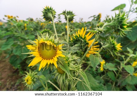 Closeup of sunflowers in blossom in a green field in Asia in spring.