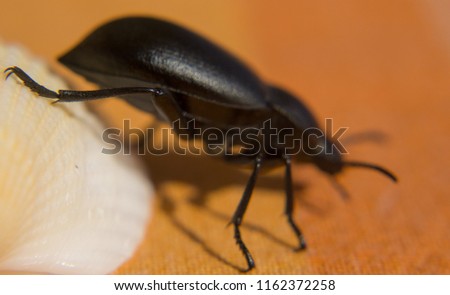 Beetle macro photography