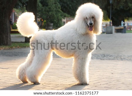 big white poodle Royalty-Free Stock Photo #1162375177