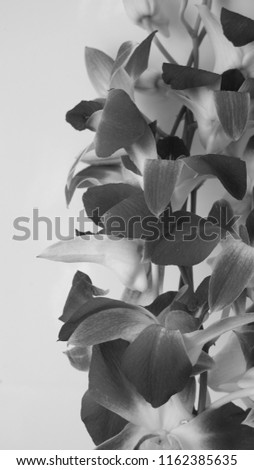 Black and white photo of flowers