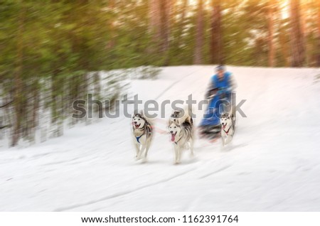 Sled dog racing. Team consists of man musher and four Siberian Husky breed dogs. Pine forest background. Motion blur effect.