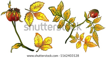 Vector autumn yellow rose hip leaves and plant. Leaf plant botanical garden floral foliage. Isolated illustration element. Vector leaf for background, texture, wrapper pattern, frame or border.