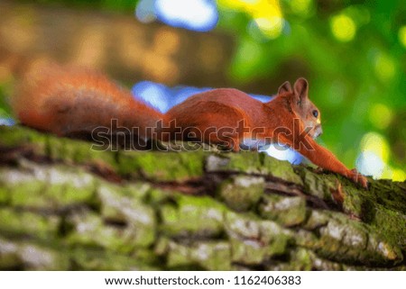 Red squirrel on a tree, with a beautiful bokeh in the background. Low depth of sharpness