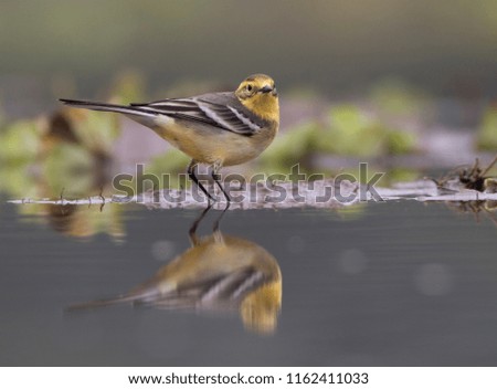 Western Yellow Wagtail with beautiful Background 
