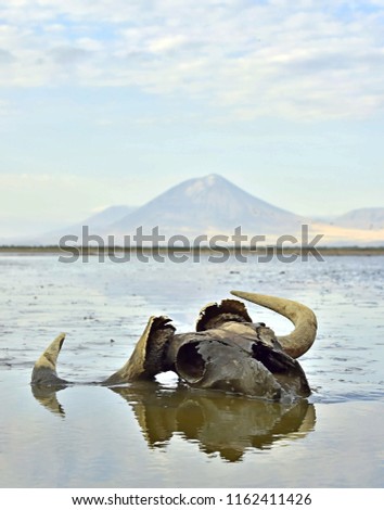 Skull of wildebeest in mud on shallow water. In the background is a volcano Langai. Lake Natron. Tanzania Royalty-Free Stock Photo #1162411426