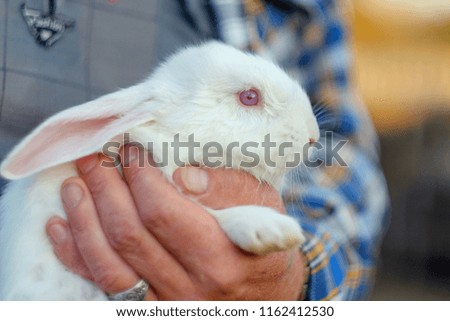 Cute rabbit in the man's hands