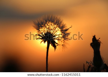 The silhouette of a dandelion flower against the setting sun
