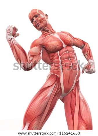 Illustration of Human Muscle Anatomy