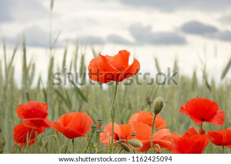 wheat field in front of cloudy sky with poppies in the foreground