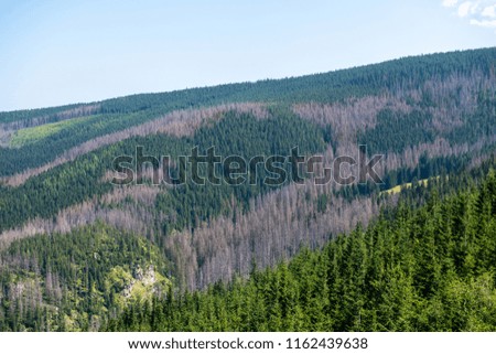 View of a valley with sick and dying trees with Zakopane visible in the background