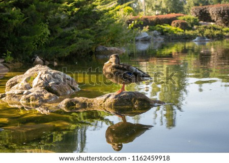 Brown duck standing on one foot on  stone in pond in summer park. Wildlife concept. Duck and its reflection in water. Cute standing duck against green landscape. Bird outdoor background.