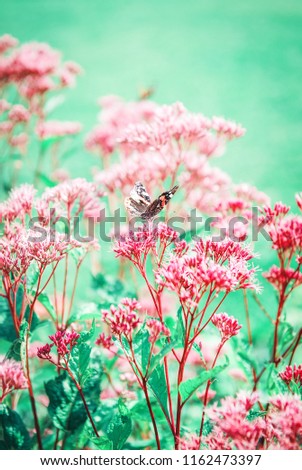 Beautiful butterfly on purple flower. Summer or spring background