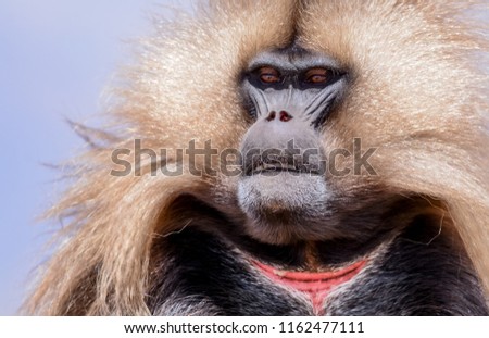 Gelada monkey in Simien mountain