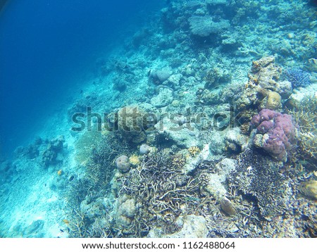 Coral underwater and blue ocean