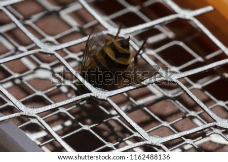 Macro picture detail of a bee sting