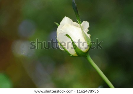 A white rose image.
