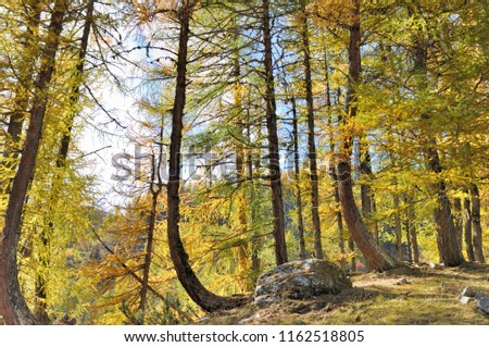 big yellow larches in a beautiful mountain forest in autumn