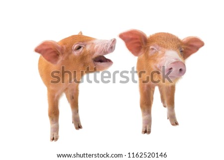 Two Yellow pig with eyes closed isolated on a white background