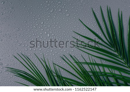 flat lay with exotic palm leaves with water drops arranged on grey backdrop