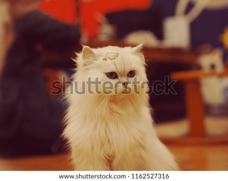 White Persian cat looking