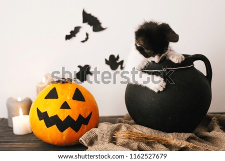 cute kitty playing in witch cauldron with Jack o lantern pumpkin with candles, broom and bats, ghosts on spooky background. Happy Halloween concept. atmospheric image
