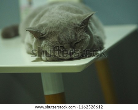 Grey british shorthair cat sleeping on the table