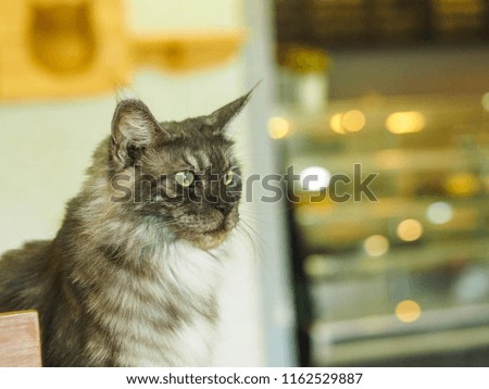 
Cat looking , animal portrait. sharp eyes
